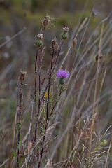 David Plant Photography - Wildlife Photography - Swamp thistle, Cirsium muticum - C