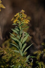 David Plant Photography - Wildlife Photography - Tall goldenrod, Solidago altissima - A