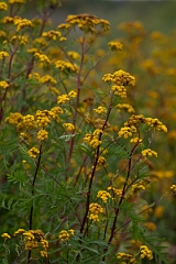 David Plant Photography - Wildlife Photography - Tansy, Tanacetum vulgare - A
