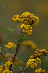 David Plant Photography - Wildlife Photography - Tansy, Tanacetum vulgare - B