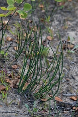 David Plant Photography - Wildlife Photography - Variegated horsetail, Equisetum variegatum - A