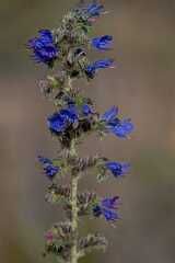 David Plant Photography - Wildlife Photography - Viper's-bugloss, Echium vulgare - A