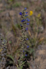 David Plant Photography - Wildlife Photography - Viper's-bugloss, Echium vulgare - B