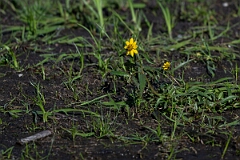David Plant Photography - Wildlife Photography - Water marigold, Bidens beckii - A
