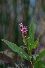 David Plant Photography - Wildlife Photography - Water smartweed, Persicaria amphibia - A