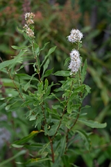 David Plant Photography - Wildlife Photography - White meadowsweet, Spiraea alba - A