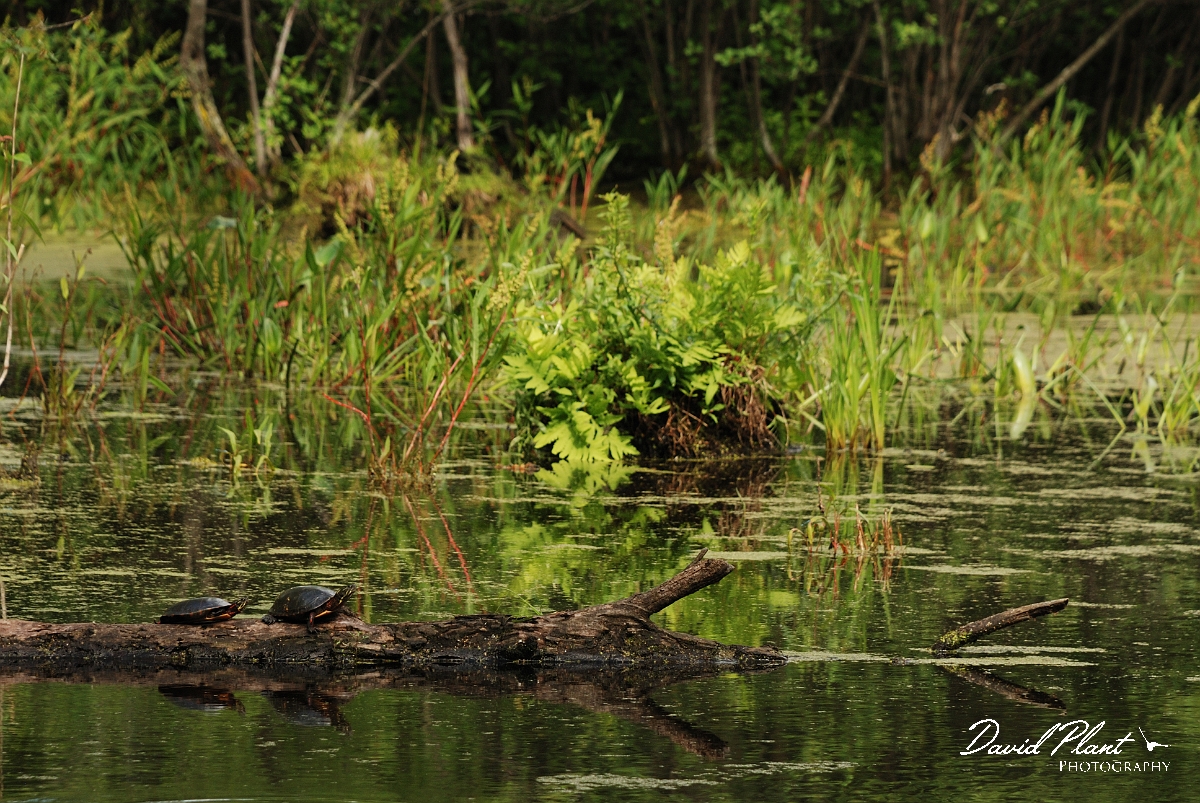 David Plant Photography - Wildlife Photographer - Eastern painted turtle - A.jpg - Eastern painted turtle - Mud lake, Ottawa, ON