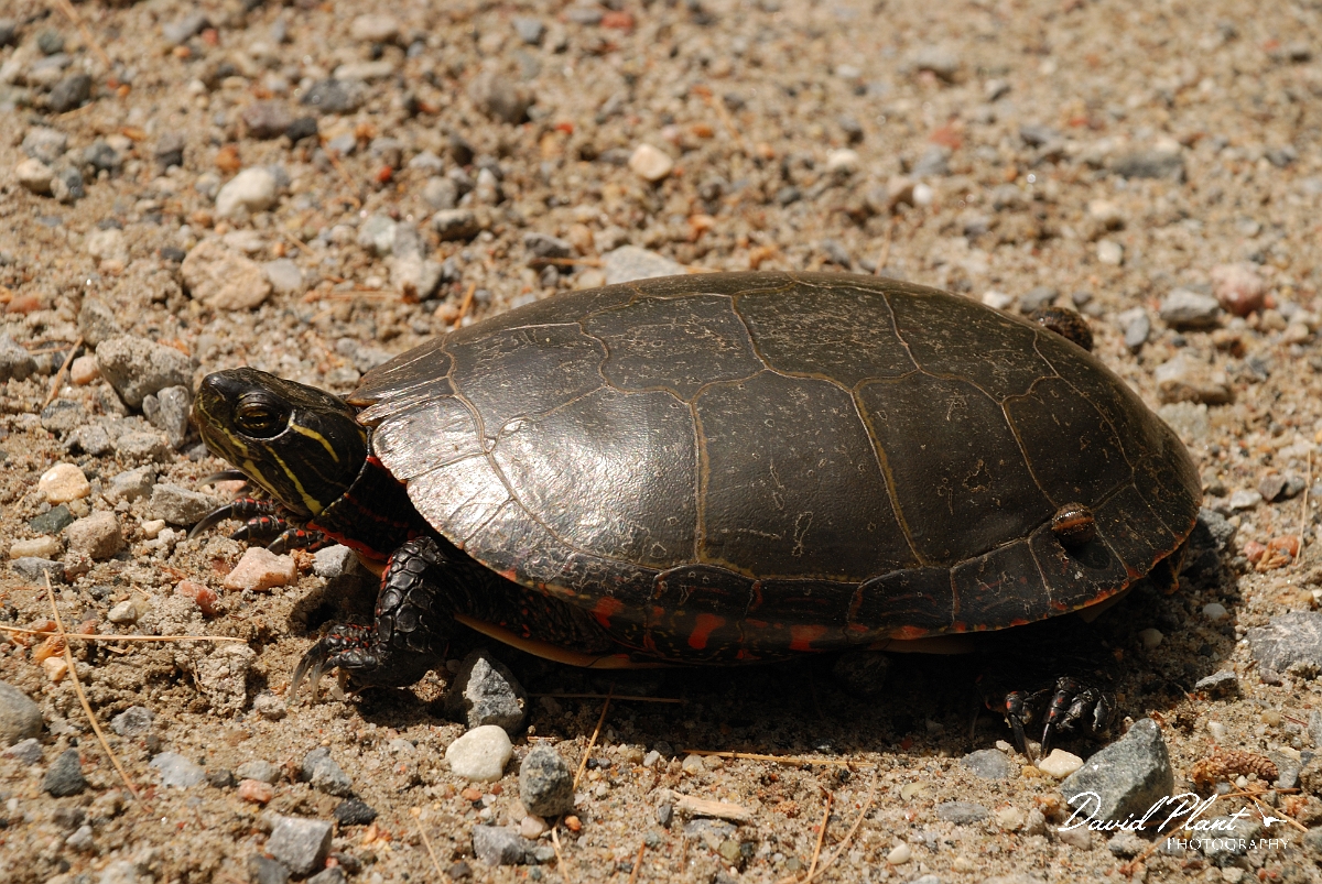 David Plant Photography - Wildlife Photographer - Eastern painted turtle - B.jpg - Eastern painted turtle - Robertson Lake, ON