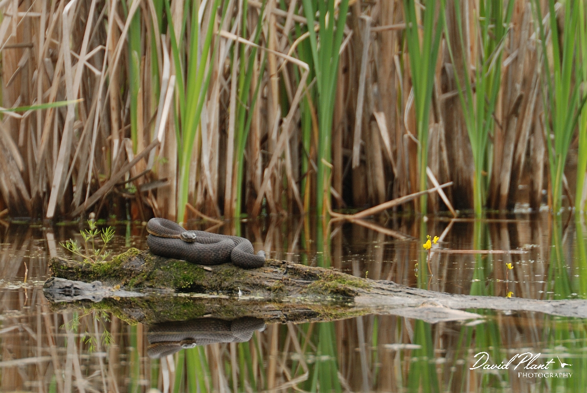 David Plant Photography - Wildlife Photographer - Northern water snake - A.jpg - Northern water snake - Stony Swamp, Ontario, ON