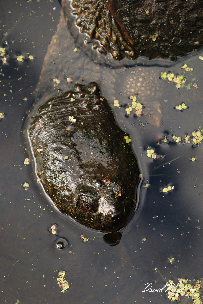 David Plant Photography - Wildlife Photographer - Snapping turtle - A.jpg - Snapping turtle head - Mud Lake, Ottawa, ON