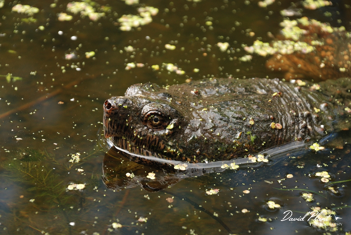 David Plant Photography - Wildlife Photographer - Snapping turtle - B.jpg - Snapping turtle head - Mud Lake, Ottawa, ON