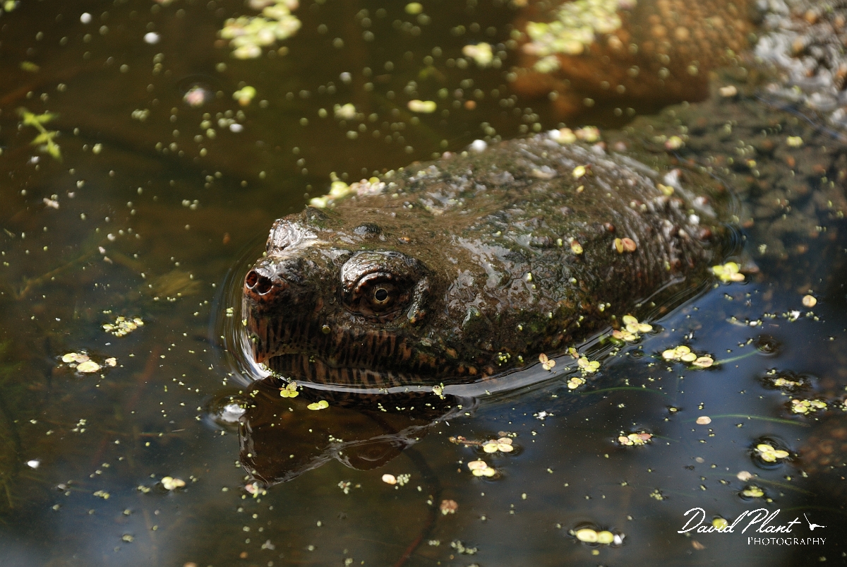 David Plant Photography - Wildlife Photographer - Snapping turtle - C.jpg - Snapping turtle head - Mud Lake, Ottawa, ON