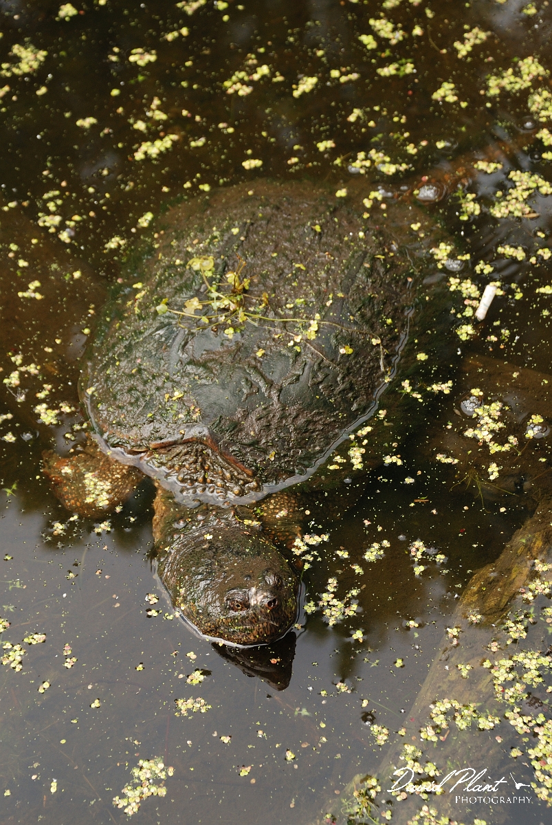 David Plant Photography - Wildlife Photographer - Snapping turtle - D.jpg - Snapping turtle - Mud Lake, Ottawa, ON