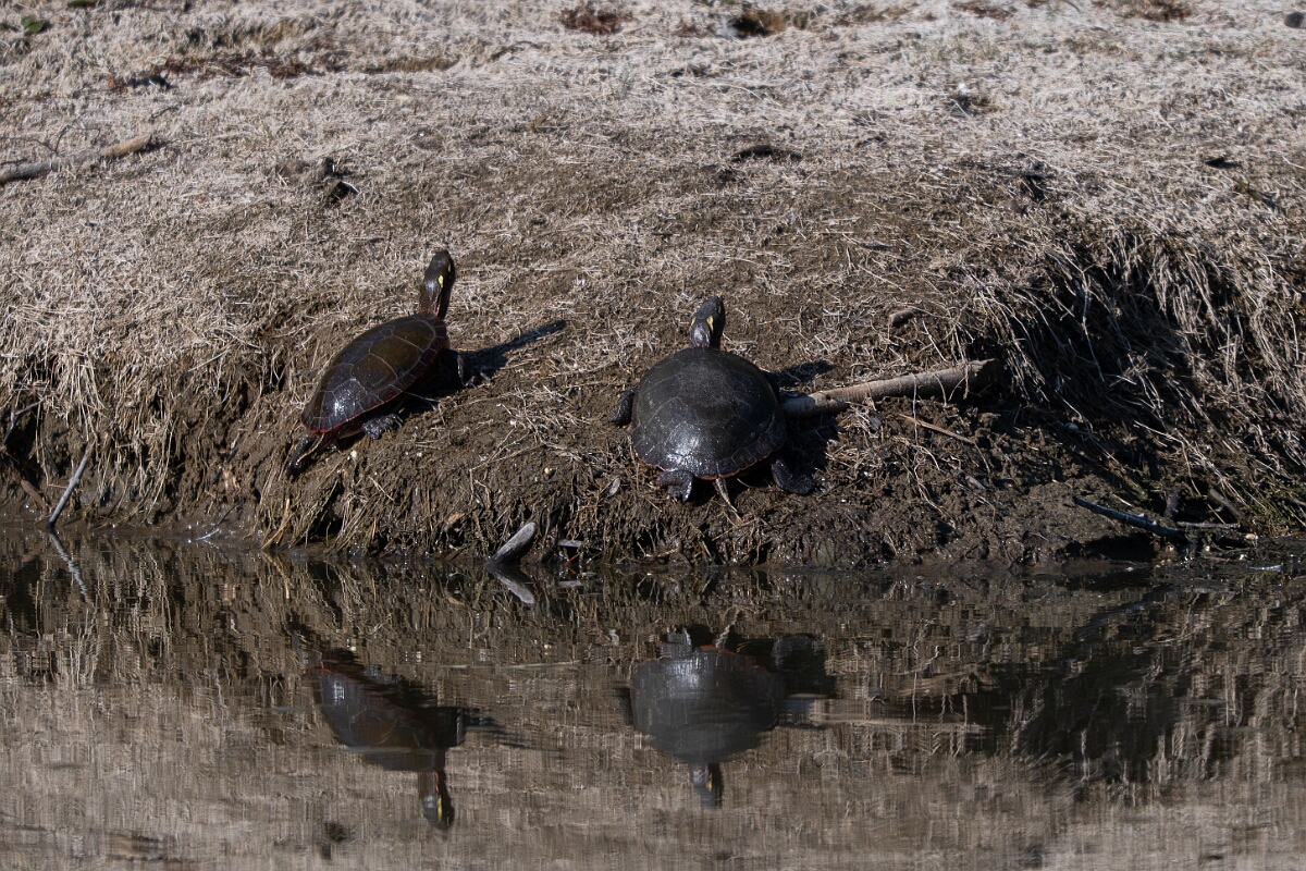 David Plant Photography - Wildlife Photography - Midland painted turtle, Chrysemys picta marginata - A.jpg - Midland painted turtle, Chrysemys picta marginata - Burnt Land Provincial Park, Ontario