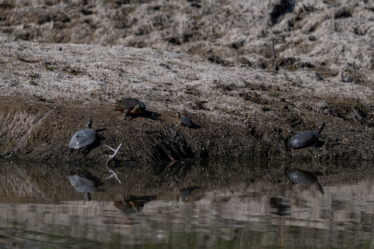 David Plant Photography - Wildlife Photography - Midland painted turtle, Chrysemys picta marginata - C.jpg - Midland painted turtle, Chrysemys picta marginata - Burnt Land Provincial Park, Ontario