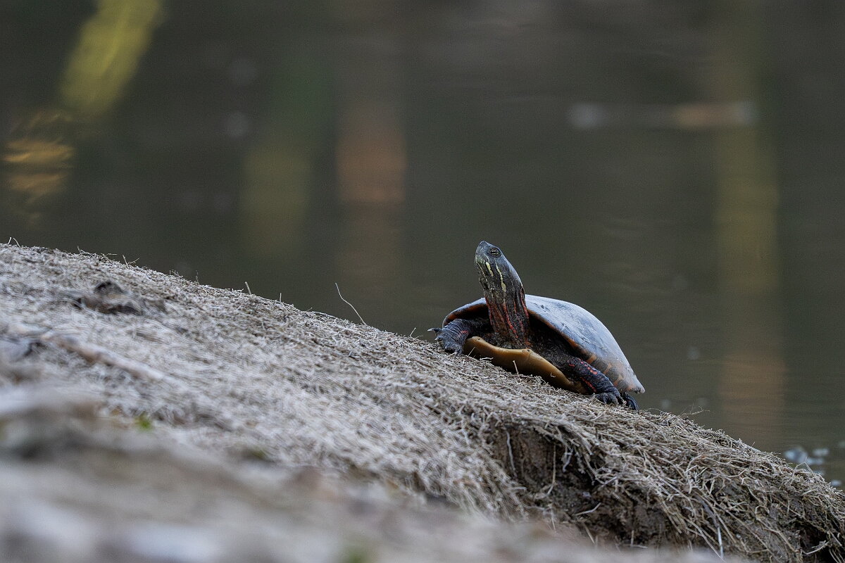 David Plant Photography - Wildlife Photography - Midland painted turtle, Chrysemys picta marginata - D.jpg - Midland painted turtle, Chrysemys picta marginata - Burnt Land Provincial Park, Ontario
