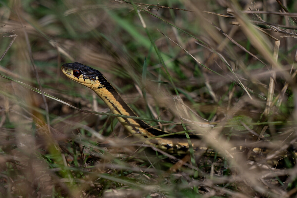 David Plant Photography - Wildlife Photography - Northern ribbon snake, Thamnophis saurita septentrionalis - B.jpg - Northern ribbon snake, Thamnophis saurita septentrionalis - Burnt Land Provincial Park, Ontario