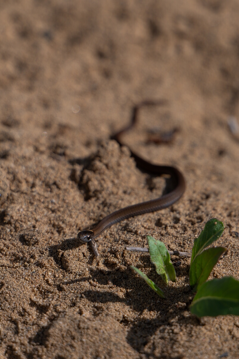 David Plant Photography - Wildlife Photography - Red-bellied snake, Storeria occipitomaculata - A.jpg - Red-bellied snake, Storeria occipitomaculata - Burnt Land Provincial Park, Ontario