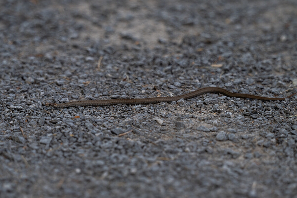 David Plant Photography - Wildlife Photography - Red-bellied snake, Storeria occipitomaculata - D.jpg - Red-bellied snake, Storeria occipitomaculata - Bruce Pit, Stony Swamp, Ontario