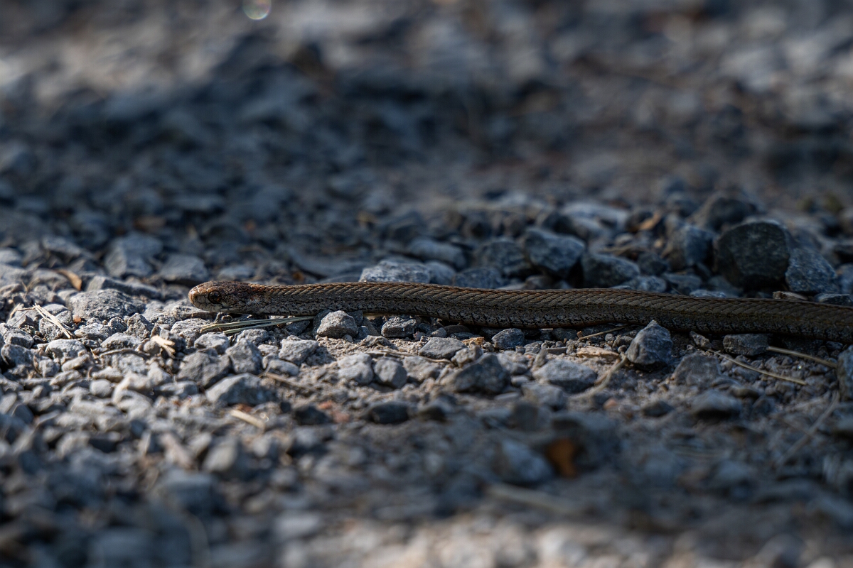 David Plant Photography - Wildlife Photography - Red-bellied snake, Storeria occipitomaculata - F.jpg - Red-bellied snake, Storeria occipitomaculata - Bruce Pit, Stony Swamp, Ontario