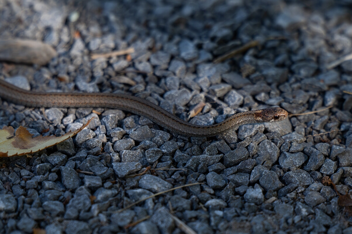 David Plant Photography - Wildlife Photography - Red-bellied snake, Storeria occipitomaculata - G.jpg - Red-bellied snake, Storeria occipitomaculata - Bruce Pit, Stony Swamp, Ontario