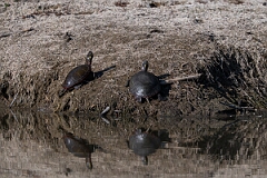 David Plant Photography - Wildlife Photography - Midland painted turtle, Chrysemys picta marginata - A