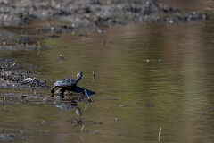 David Plant Photography - Wildlife Photography - Midland painted turtle, Chrysemys picta marginata - B