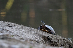 David Plant Photography - Wildlife Photography - Midland painted turtle, Chrysemys picta marginata - D