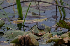 David Plant Photography - Wildlife Photography - Midland painted turtle, Chrysemys picta marginata - E
