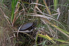 David Plant Photography - Wildlife Photography - Midland painted turtle, Chrysemys picta marginata - F