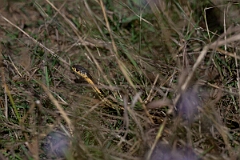 David Plant Photography - Wildlife Photography - Northern ribbon snake, Thamnophis saurita septentrionalis - A