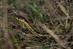 David Plant Photography - Wildlife Photography - Northern ribbon snake, Thamnophis saurita septentrionalis - B