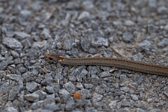 David Plant Photography - Wildlife Photography - Red-bellied snake, Storeria occipitomaculata - C