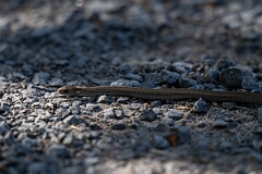 David Plant Photography - Wildlife Photography - Red-bellied snake, Storeria occipitomaculata - F