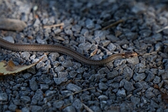 David Plant Photography - Wildlife Photography - Red-bellied snake, Storeria occipitomaculata - G