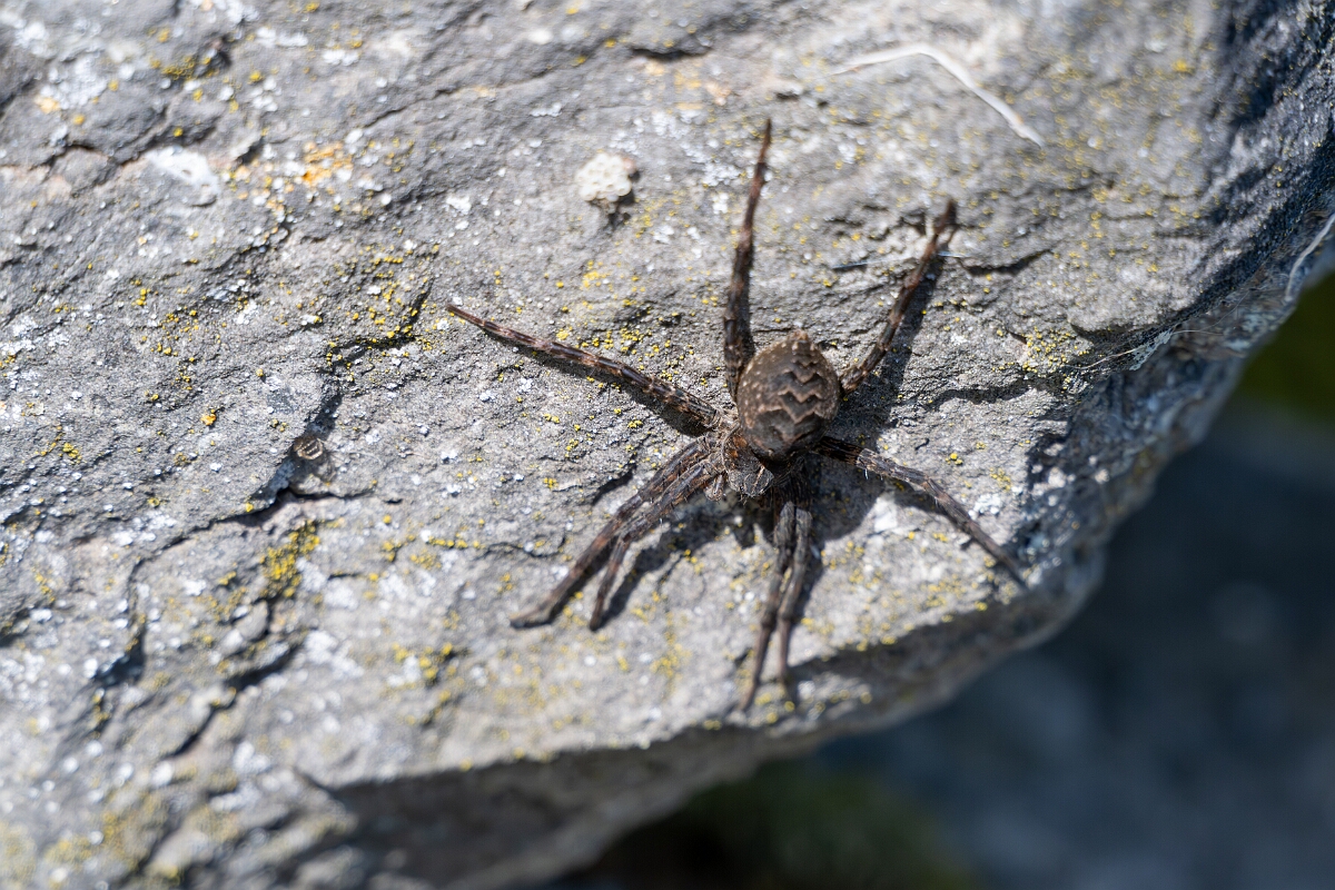 David Plant Photography - Wildlife Photography - Dark fishing spider, Dolomedes tenebrosus - B.jpg - Dark fishing spider, Dolomedes tenebrosus - Long Island, Rideau River, Ontario