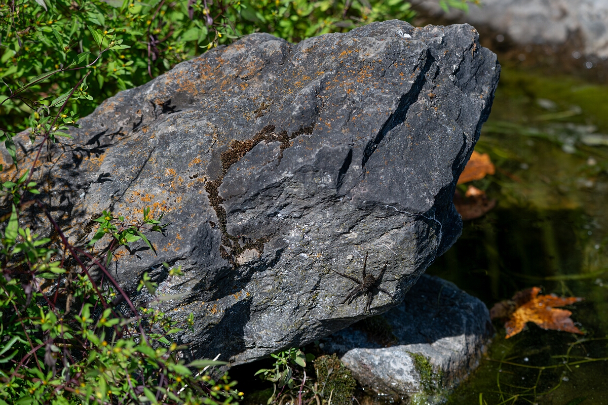 David Plant Photography - Wildlife Photography - Dark fishing spider, Dolomedes tenebrosus - C.jpg - Dark fishing spider, Dolomedes tenebrosus - Long Island, Rideau River, Ontario