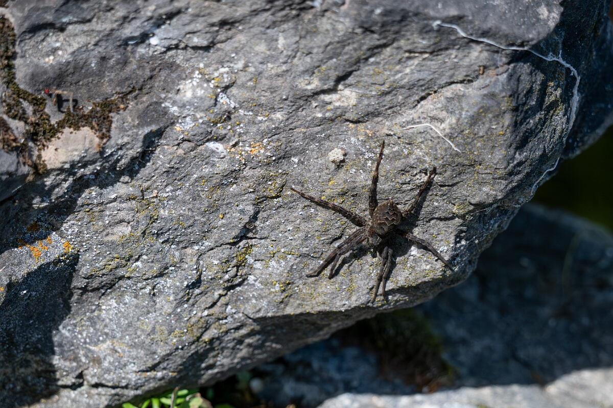 David Plant Photography - Wildlife Photography - Dark fishing spider, Dolomedes tenebrosus - D.jpg - Dark fishing spider, Dolomedes tenebrosus - Long Island, Rideau River, Ontario