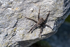David Plant Photography - Wildlife Photography - Dark fishing spider, Dolomedes tenebrosus - B