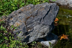 David Plant Photography - Wildlife Photography - Dark fishing spider, Dolomedes tenebrosus - C