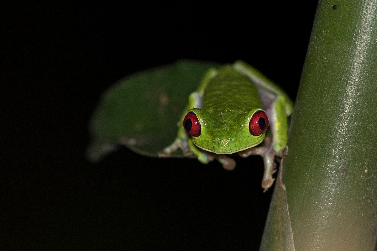 DPPhotography - Costa rica - Agalychnis callidryas - A.jpg - Red-eyed tree frog, Agalychnis callidryas - El Remanso, Costa Rica