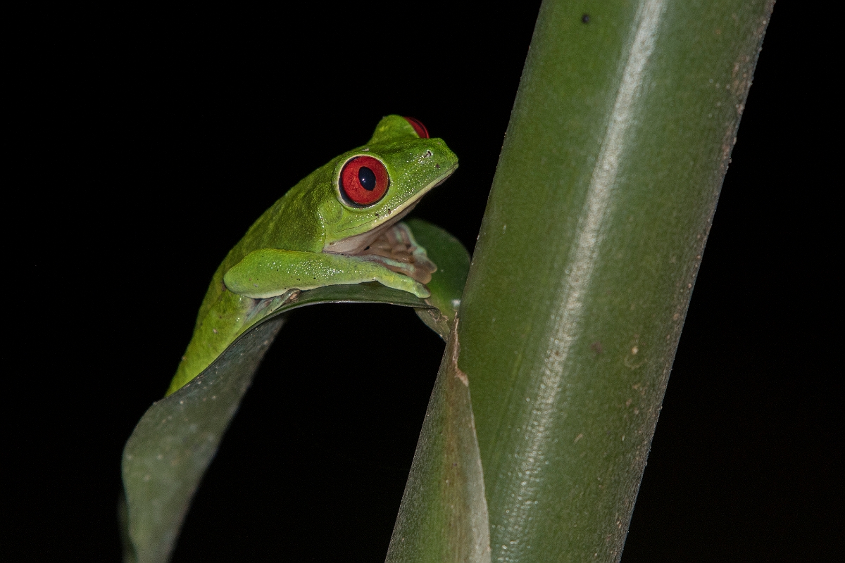 DPPhotography - Costa rica - Agalychnis callidryas - B.jpg - Red-eyed tree frog, Agalychnis callidryas - El Remanso, Costa Rica