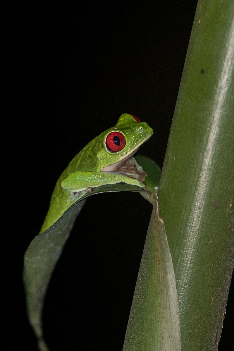 DPPhotography - Costa rica - Agalychnis callidryas - C.jpg - Red-eyed tree frog, Agalychnis callidryas - El Remanso, Costa Rica