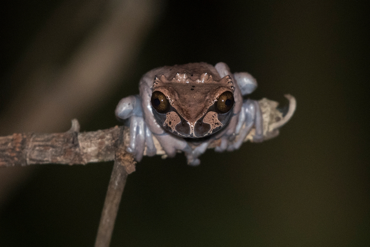 DPPhotography - Costa rica - Anotheca spinosa - A.jpg - Spiny-headed treefrog, Anotheca spinosa - Rancho Naturalista, Costa Rica