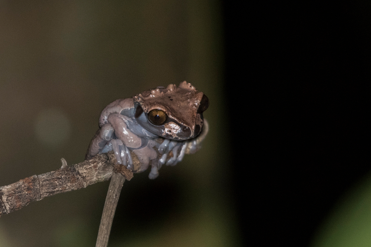 DPPhotography - Costa rica - Anotheca spinosa - B.jpg - Spiny-headed treefrog, Anotheca spinosa - Rancho Naturalista, Costa Rica