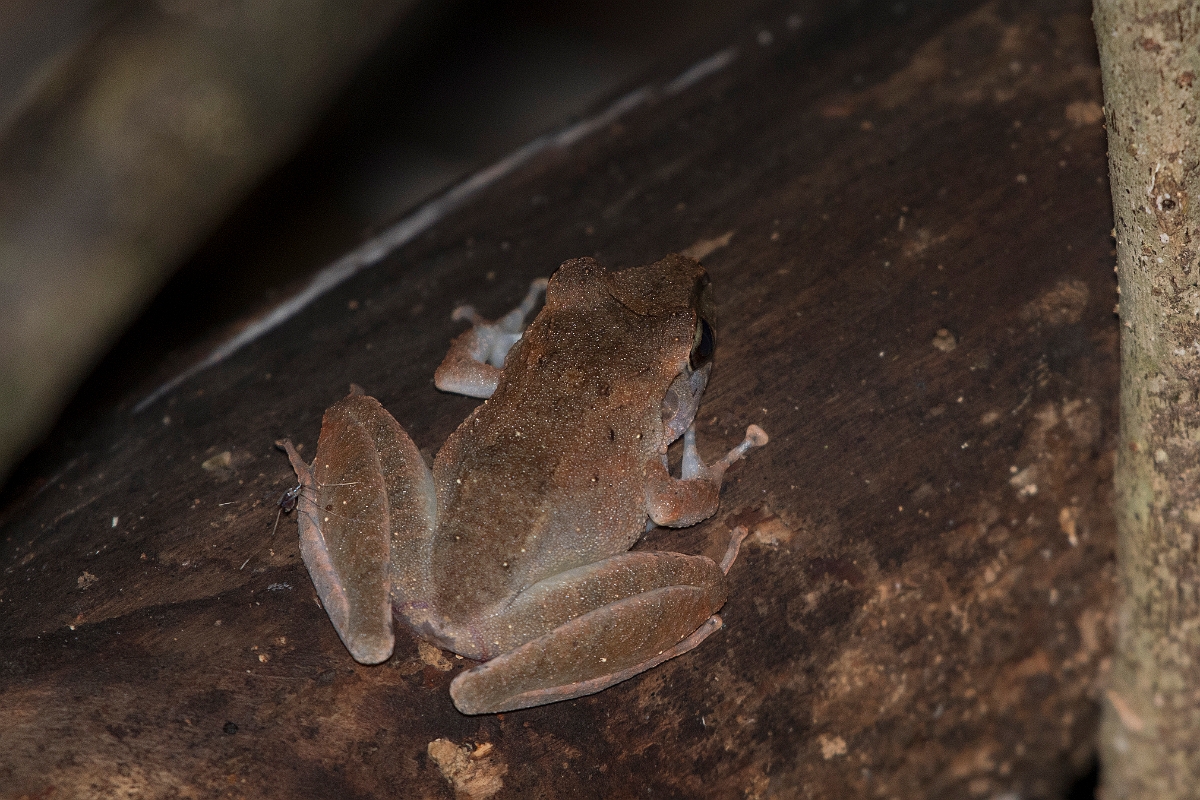 DPPhotography - Costa rica - Craugastor fitzingeri - A.jpg - Common rain frog,  Craugastor fitzingeri - El Remanso, Costa Rica