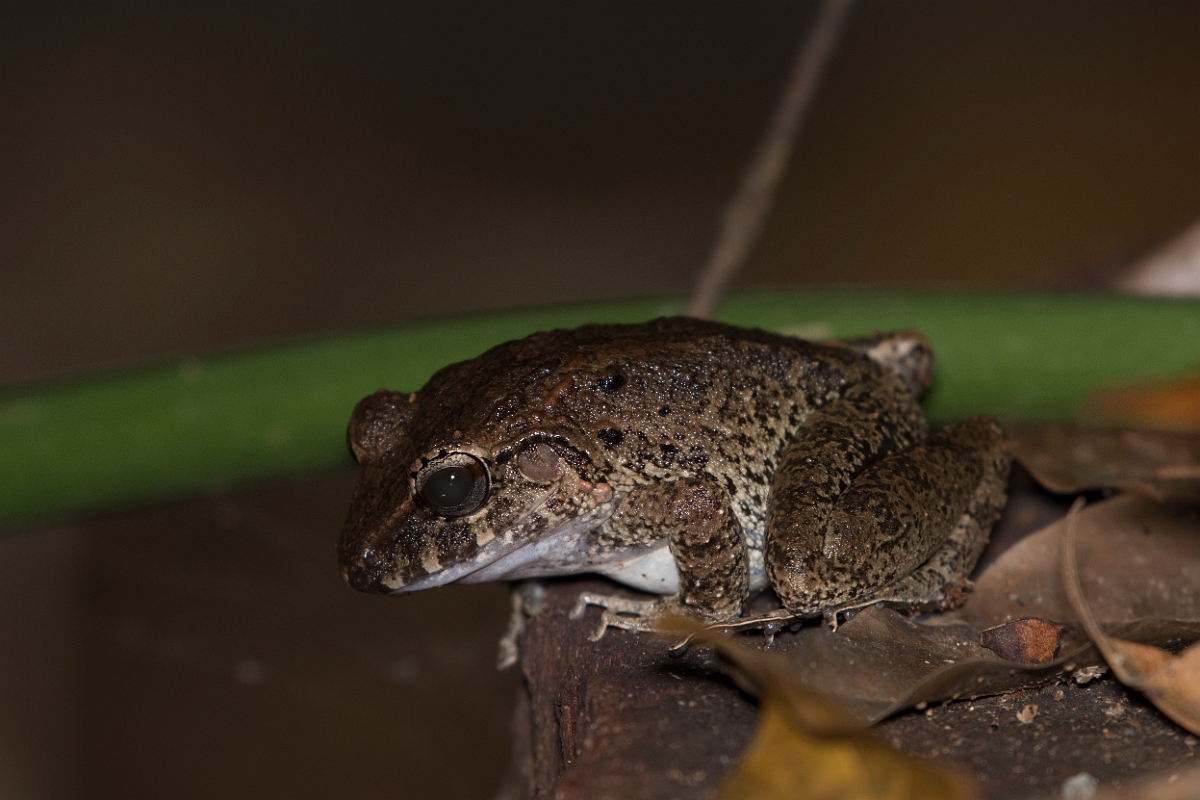 DPPhotography - Costa rica - Craugastor ranoides - A.jpg - Lowland rain frog,  Craugastor ranoides - El Remanso, Costa Rica