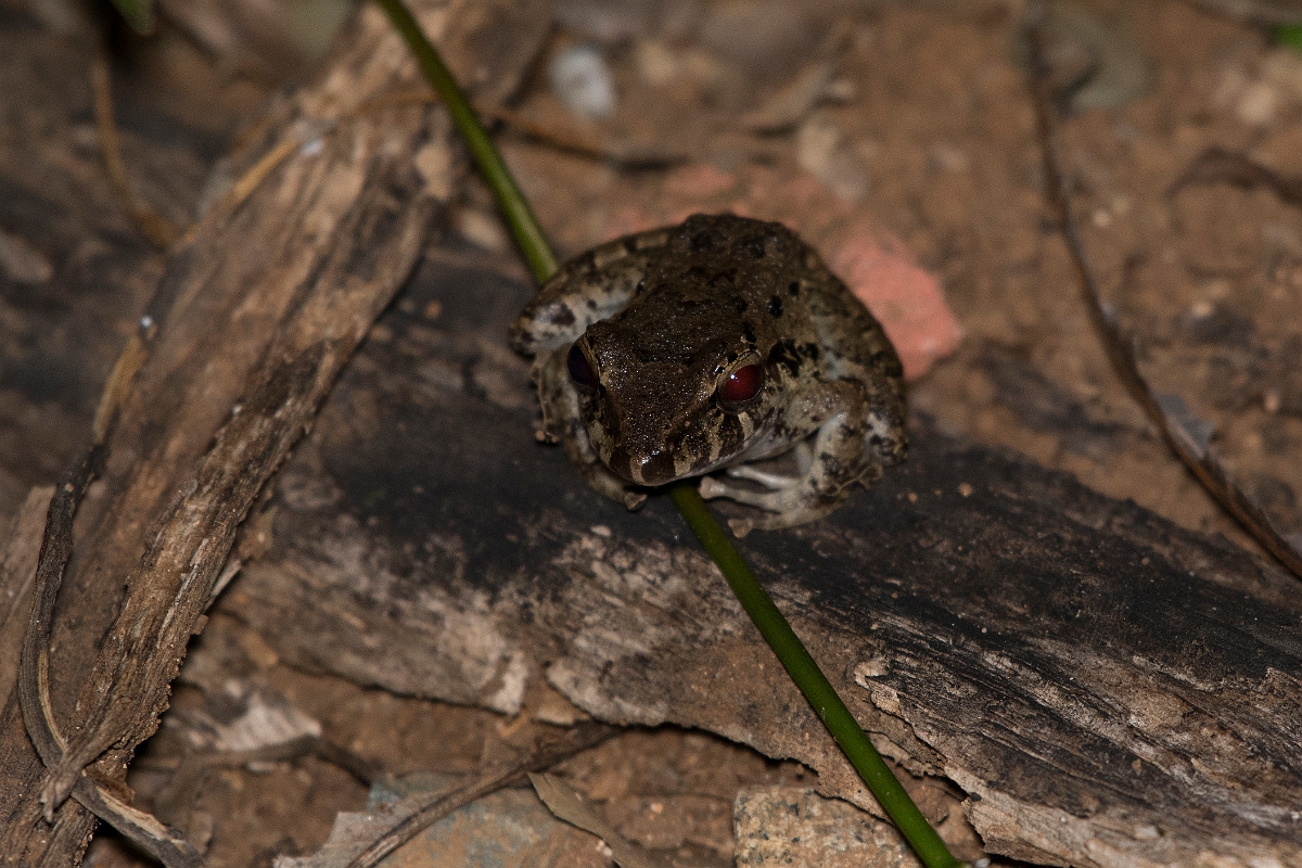 DPPhotography - Costa rica - Craugastor ranoides - B.jpg - Lowland rain frog,  Craugastor ranoides - El Remanso, Costa Rica