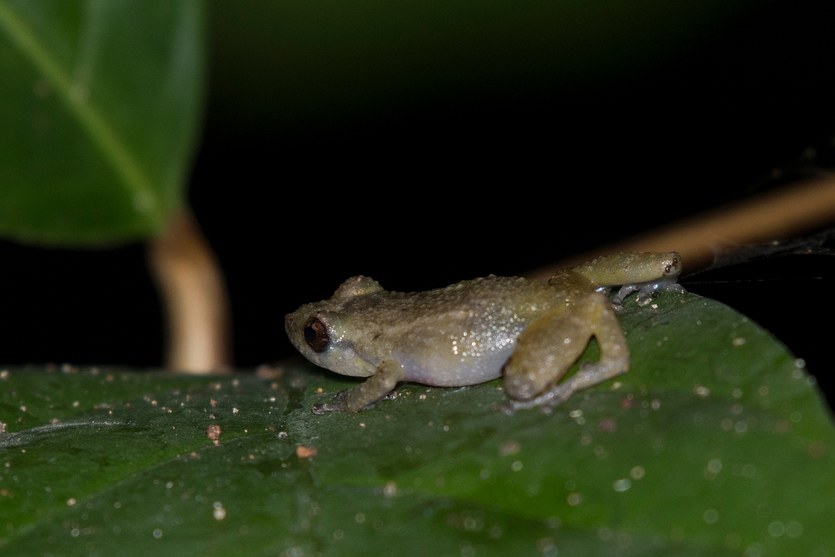 DPPhotography - Costa rica - Diasporus diastema - A.jpg - Commmon dink frog,  Diasporus diastema - El Remanso, Costa Rica