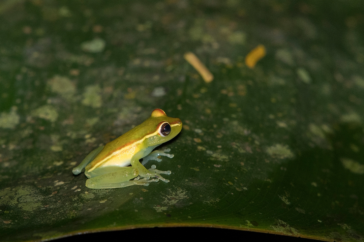 DPPhotography - Costa rica - Hysiboas rufitela - A.jpg - Red-webbed tree frog, Hypsiboas rufitela - Tortuguero, Costa Rica